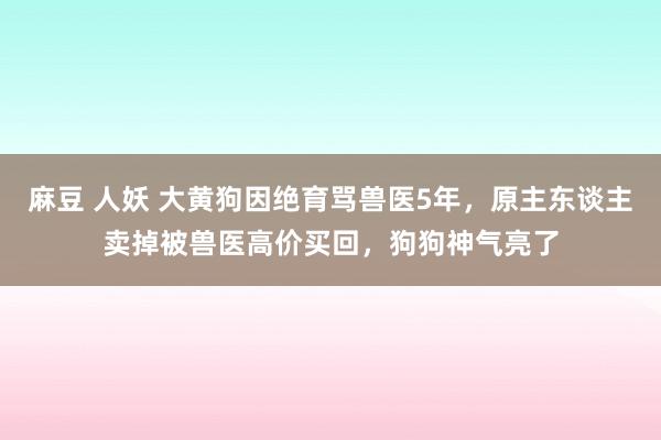 麻豆 人妖 大黄狗因绝育骂兽医5年，原主东谈主卖掉被兽医高价买回，狗狗神气亮了